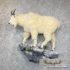 Mountain Goat Life-Size Taxidermy Mount For Sale