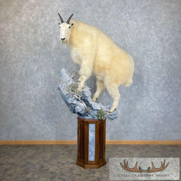 Mountain Goat Life-Size Taxidermy Mount For Sale