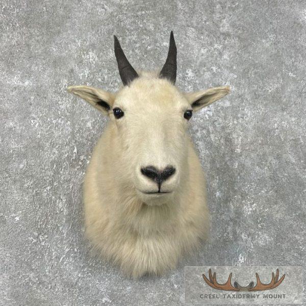 Mountain Goat Taxidermy Shoulder Mount For Sale