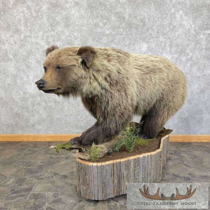 Alaskan Mountain Grizzly Bear Life-Size Taxidermy Mount For Sale