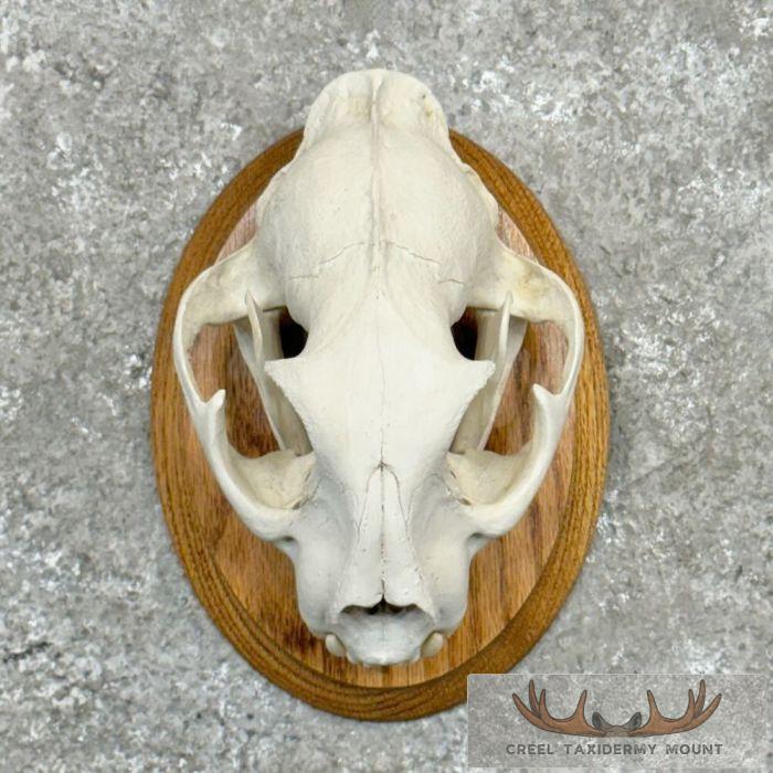 Mountain Lion (Cougar) Full Skull For Sale