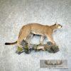 Mountain Lion (Cougar) Taxidermy Mount For Sale