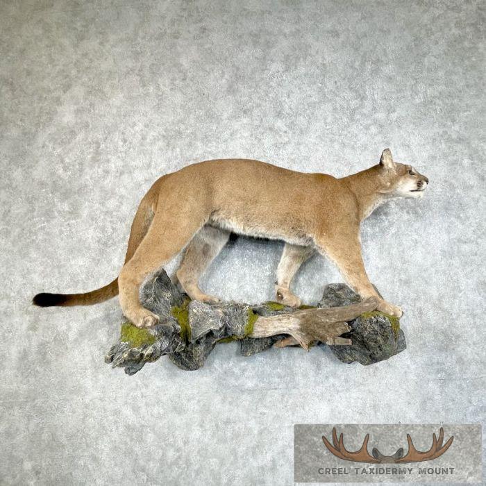Mountain Lion (Cougar) Taxidermy Mount For Sale