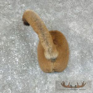 Mountain Lion Novelty Butt Taxidermy Mount Taxidermy