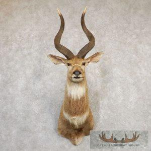 Mountain Nyala Taxidermy Shoulder Mount Taxidermy