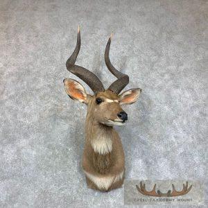 Mountain Nyala Taxidermy Shoulder Mount Taxidermy