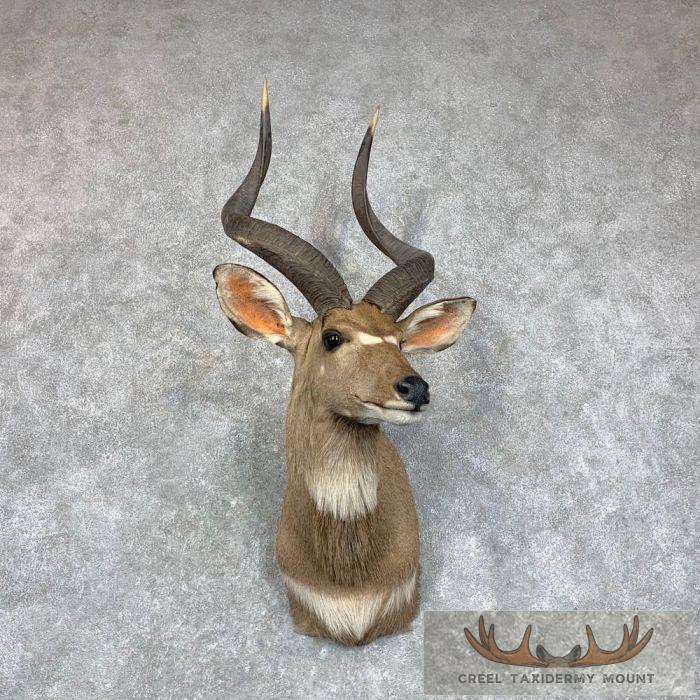 Mountain Nyala Taxidermy Shoulder Mount For Sale