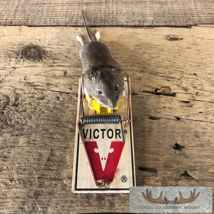 Mouse Trap Life-Size Taxidermy Mount For Sale