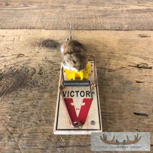 Mouse Trap Life-Size Taxidermy Mount Taxidermy