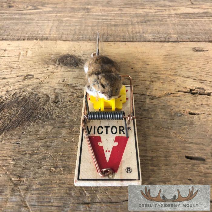 Mouse Trap Life-Size Taxidermy Mount For Sale