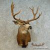 Mule Deer Taxidermy Shoulder Mount For Sale