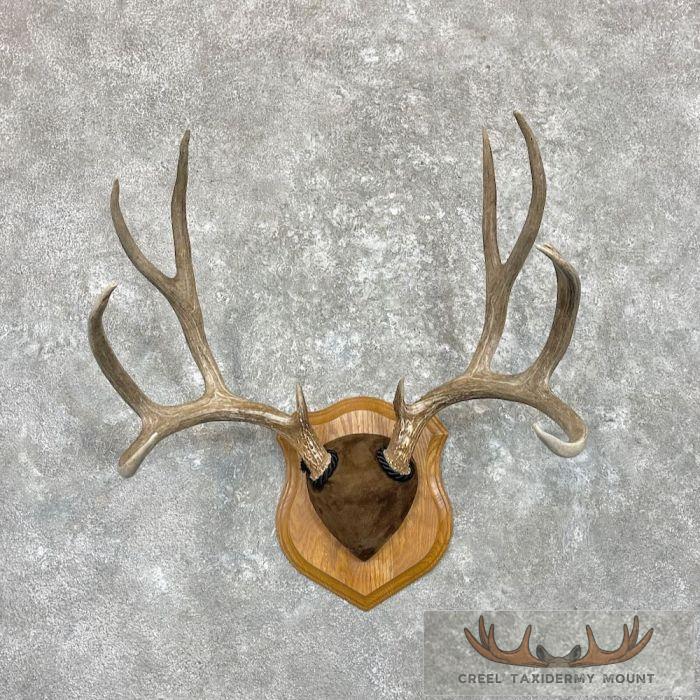 Mule Deer Antler Plaque Taxidermy Mount For Sale