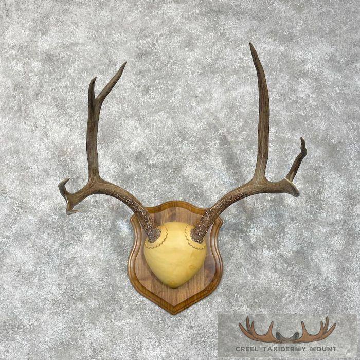 Mule Deer Antler Plaque Taxidermy Mount For Sale