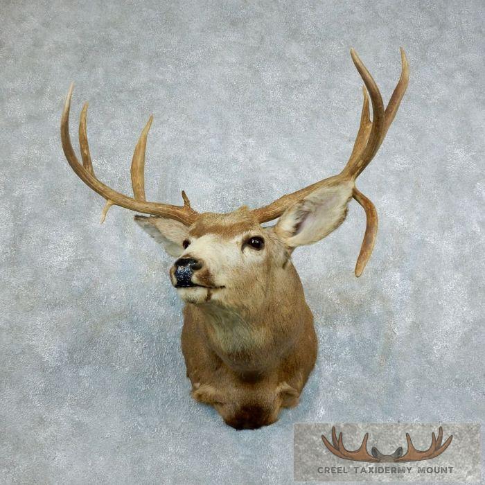 Mule Deer Taxidermy Shoulder Mount For Sale - Image 2