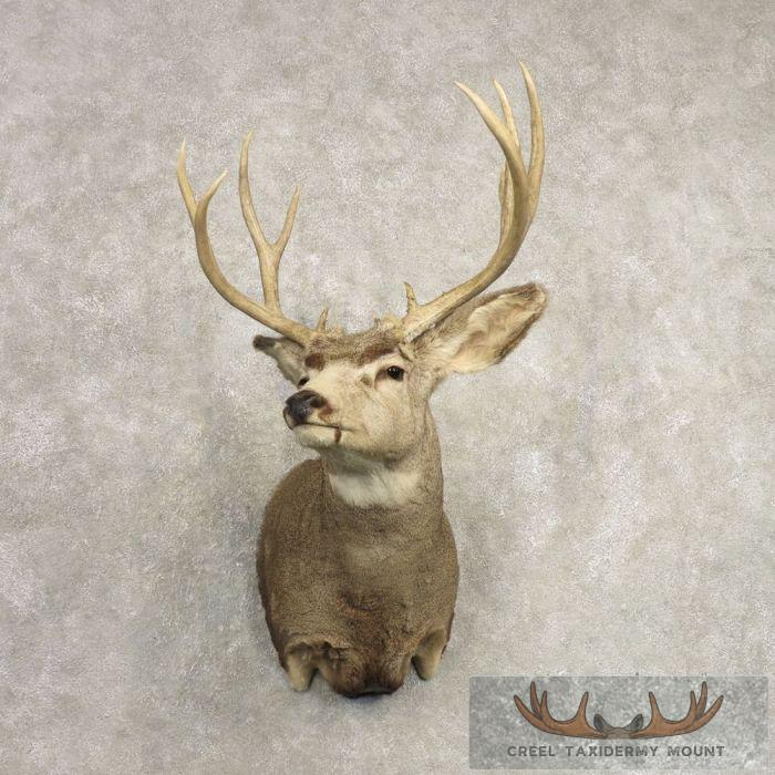 Mule Deer Taxidermy Shoulder Mount For Sale