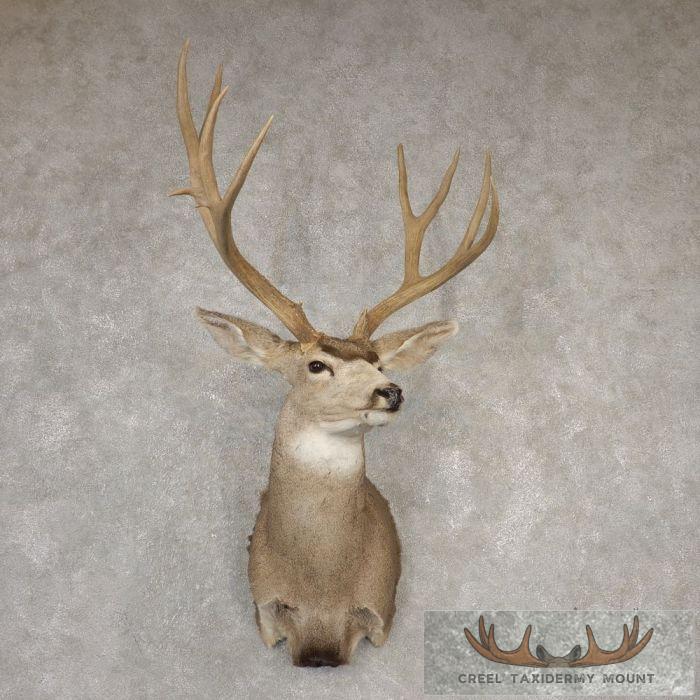 Mule Deer Taxidermy Shoulder Mount For Sale