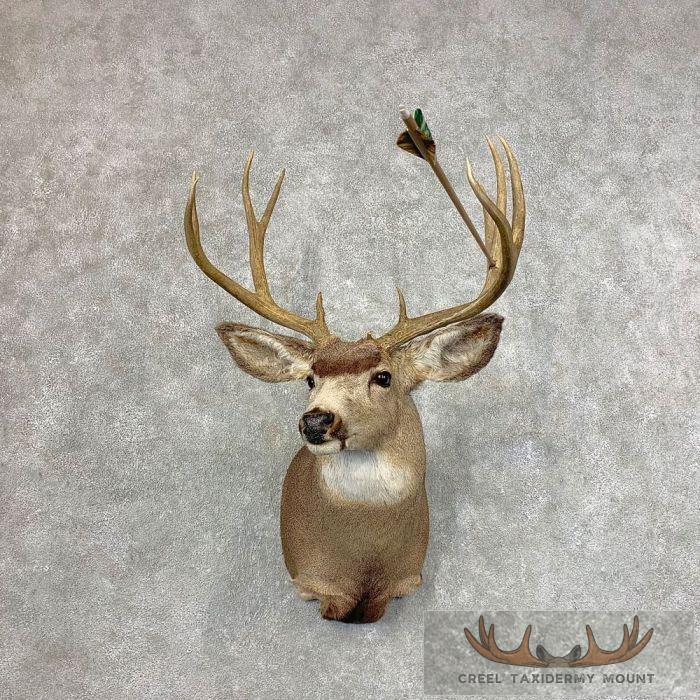 Mule Deer Taxidermy Shoulder Mount For Sale - Image 2