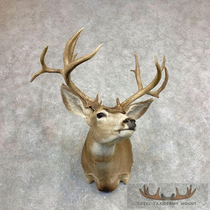 Mule Deer Taxidermy Shoulder Mount For Sale - Image 3