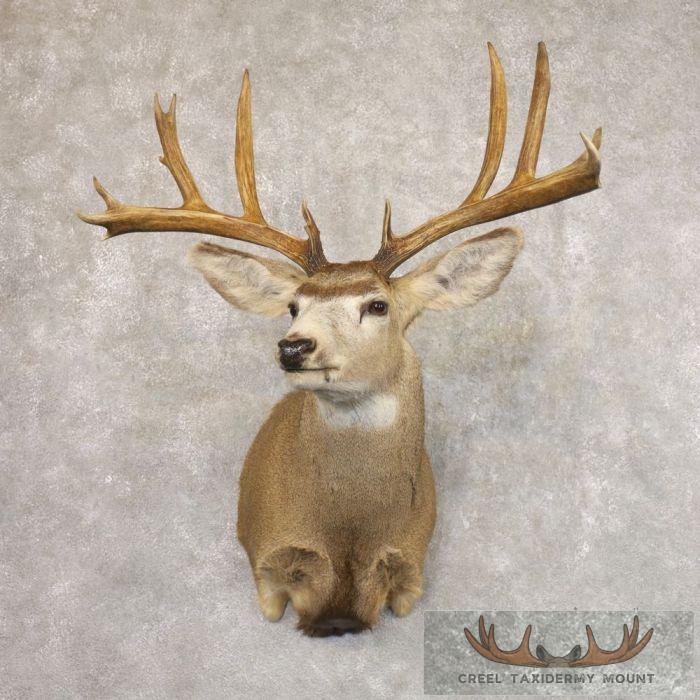 Mule Deer Taxidermy Shoulder Mount For Sale