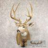 Mule Deer Taxidermy Shoulder Mount For Sale