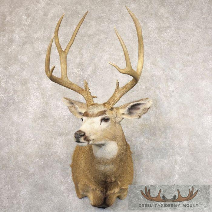 Mule Deer Taxidermy Shoulder Mount For Sale