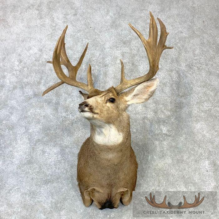 Mule Deer Taxidermy Shoulder Mount For Sale