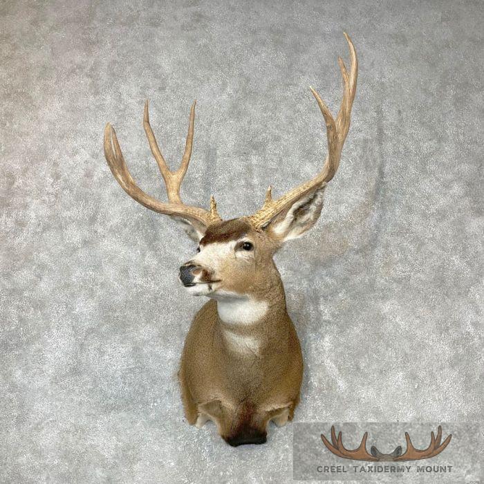 Mule Deer Shoulder Taxidermy Mount For Sale