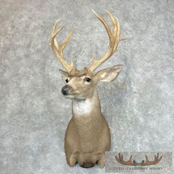 Mule Deer Taxidermy Shoulder Mount For Sale