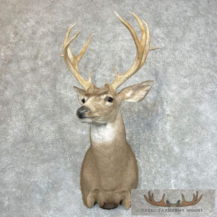 Mule Deer Taxidermy Shoulder Mount For Sale