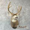 Mule Deer Taxidermy Shoulder Mount For Sale