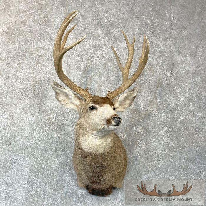Mule Deer Taxidermy Shoulder Mount For Sale