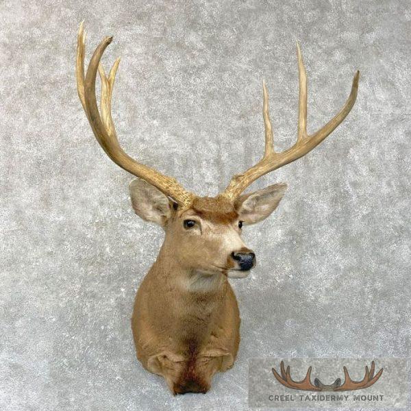 Mule Deer Taxidermy Shoulder Mount For Sale