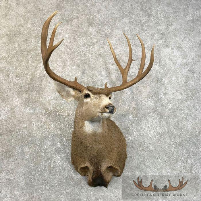 Mule Deer Taxidermy Shoulder Mount For Sale
