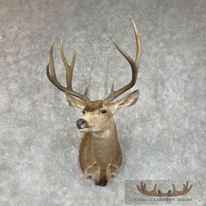Mule Deer Taxidermy Shoulder Mount For Sale