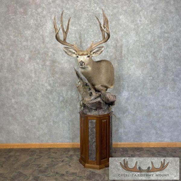 Mule Deer Shoulder Taxidermy Mount For Sale - Image 3