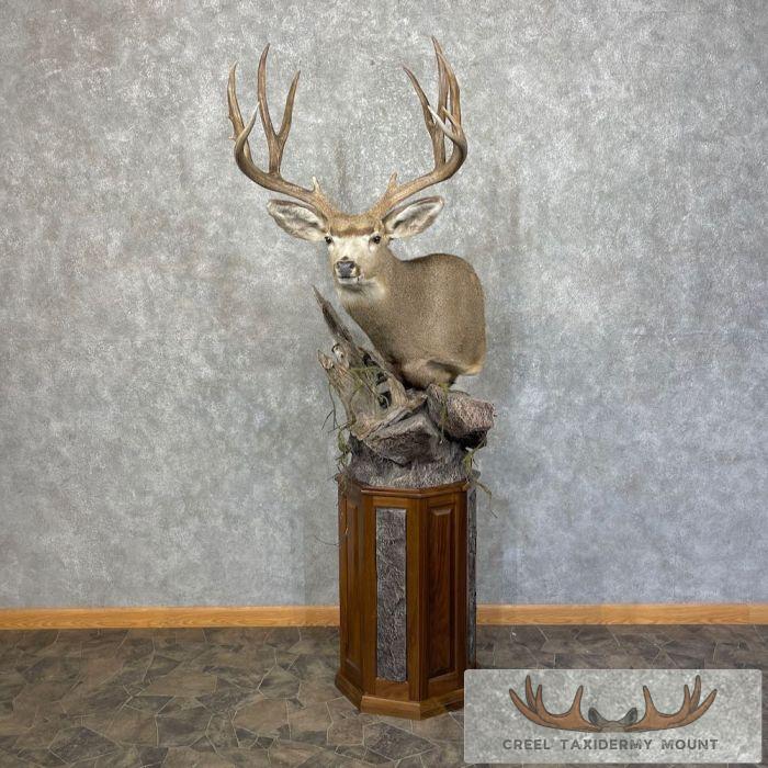 Mule Deer Shoulder Taxidermy Mount For Sale - Image 3