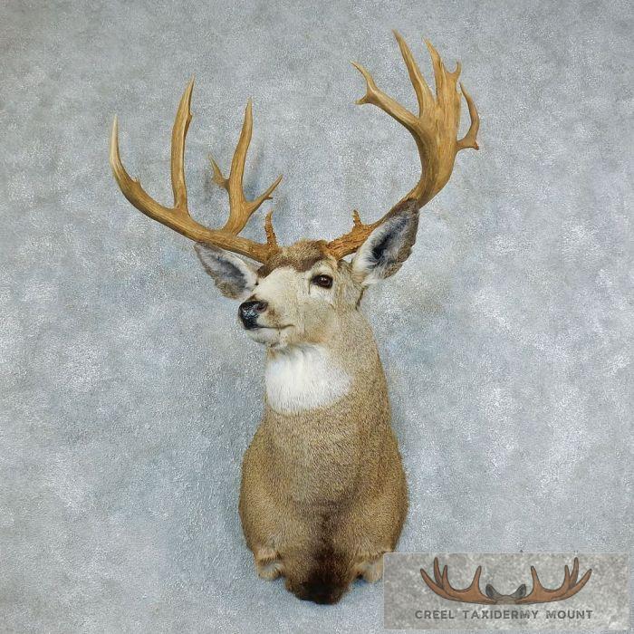 Mule Deer Taxidermy Shoulder Mount For Sale