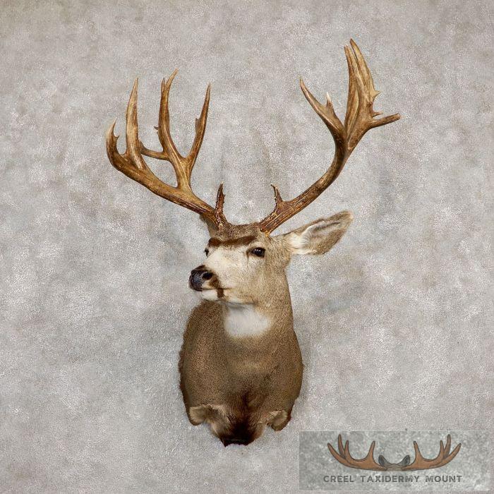 Mule Deer Taxidermy Shoulder Mount For Sale