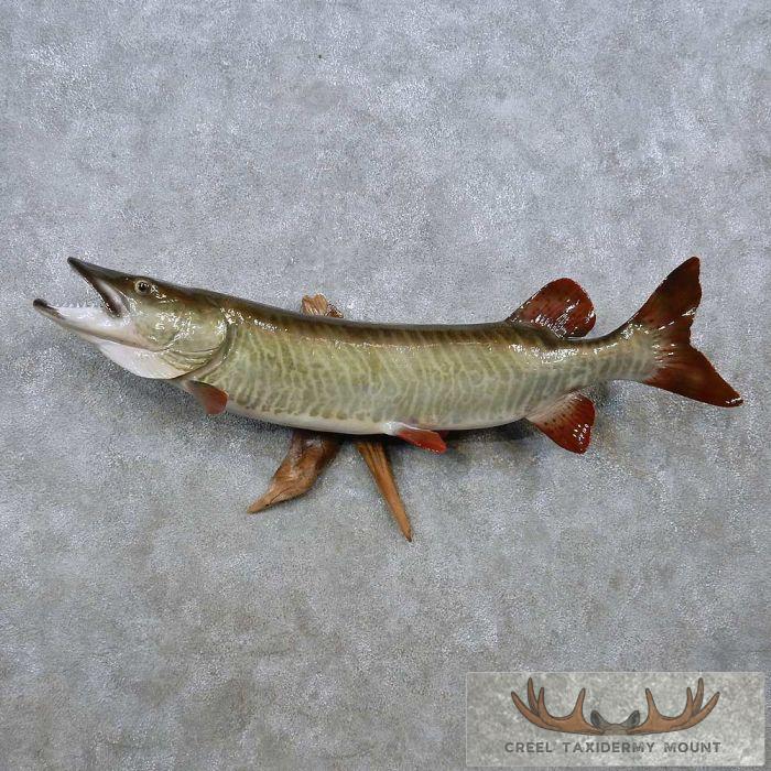 Musky Reproduction 46