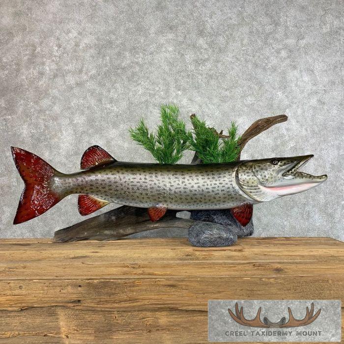 Muskellunge Taxidermy Fish Mount For Sale - Image 2