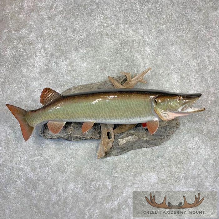 Muskellunge Taxidermy Fish Mount For Sale