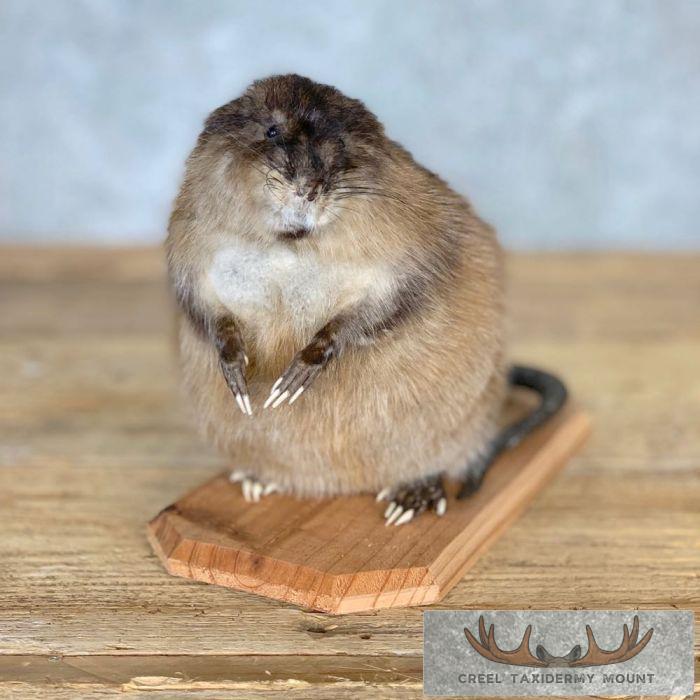 Muskrat Life-Size Taxidermy Mount For Sale