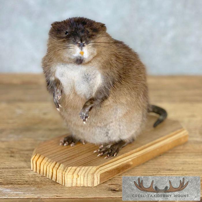 Muskrat Life-Size Taxidermy Mount For Sale