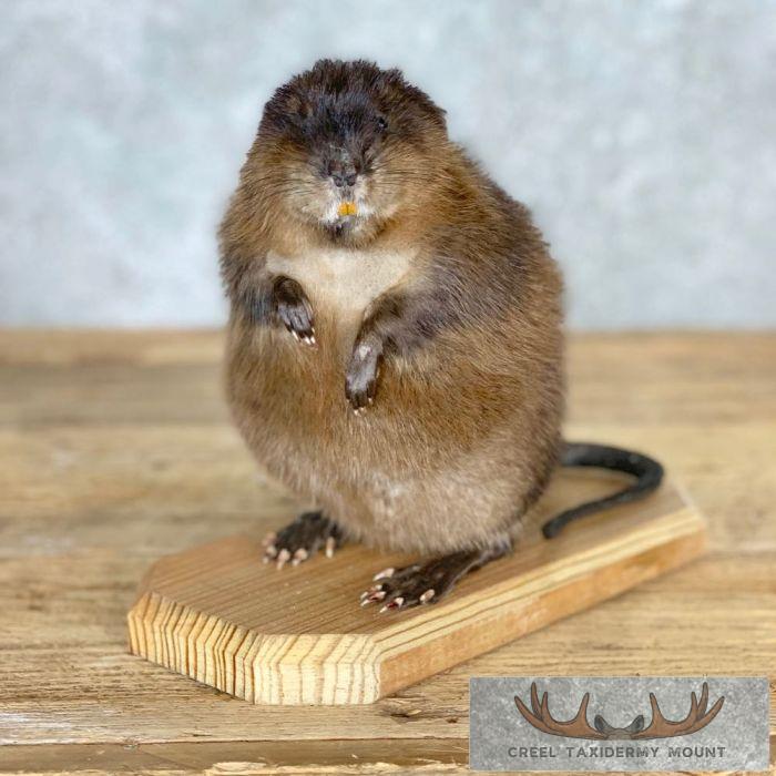 Muskrat Life-Size Taxidermy Mount For Sale