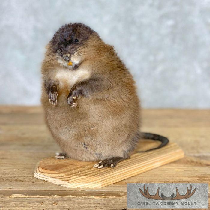 Muskrat Life-Size Taxidermy Mount For Sale