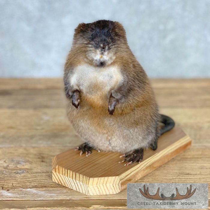 Muskrat Life-Size Taxidermy Mount For Sale
