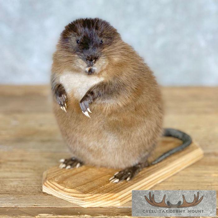 Muskrat Life-Size Taxidermy Mount For Sale