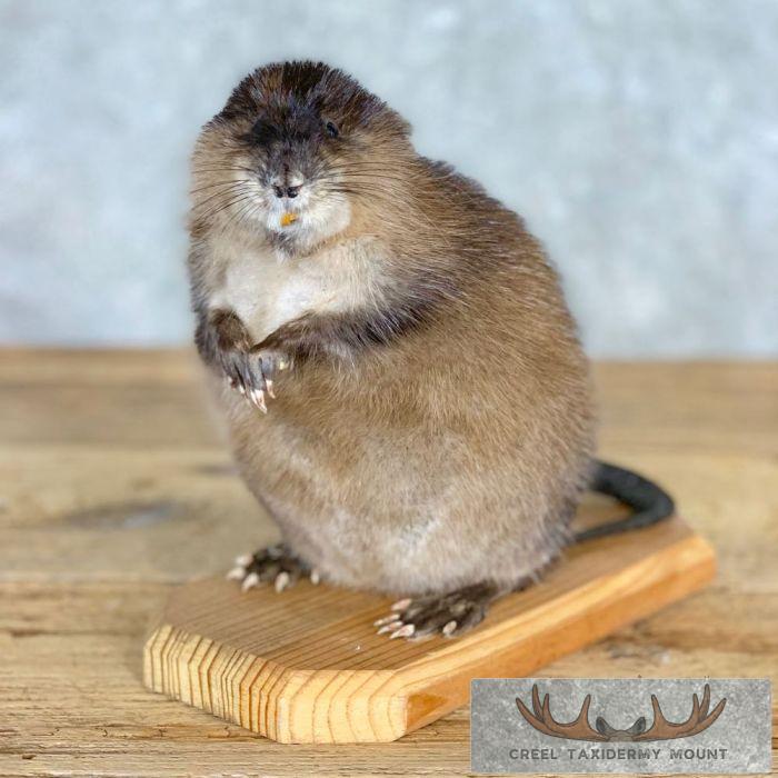 Muskrat Life-Size Taxidermy Mount For Sale