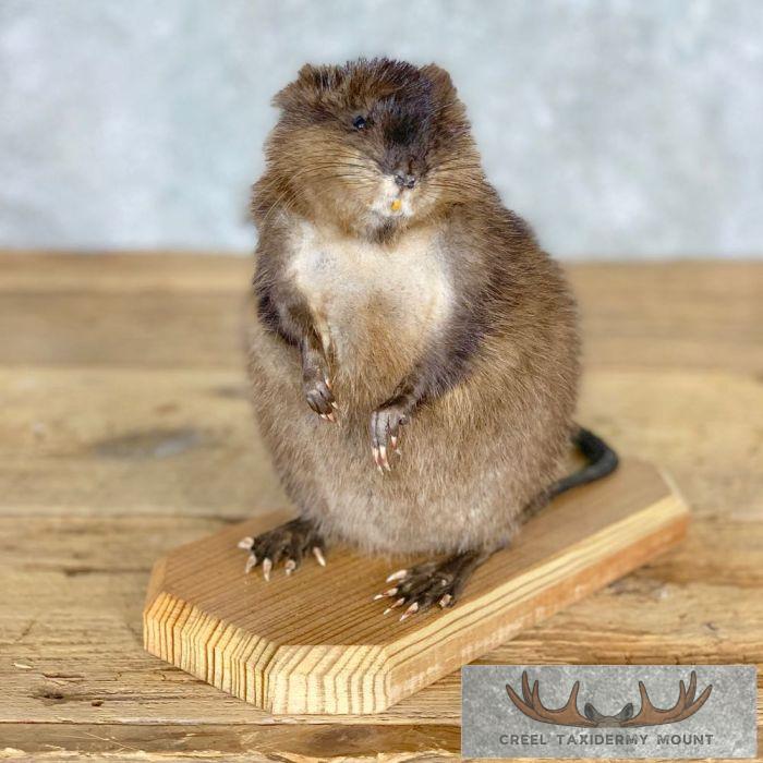 Muskrat Life-Size Taxidermy Mount For Sale