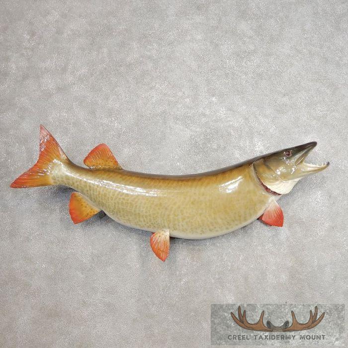47" Reproduction Muskellunge Taxidermy Fish Mount For Sale
